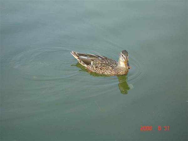 duck(?)