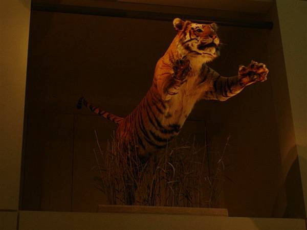 Tiger specimen @ Natural History Museum