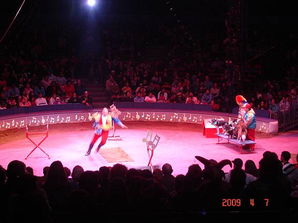 Circus dog show