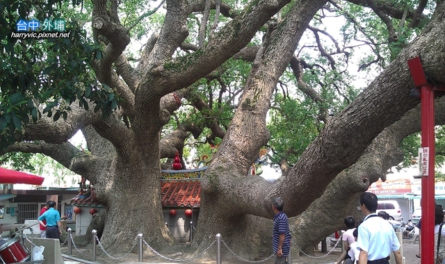 后里大榕樹