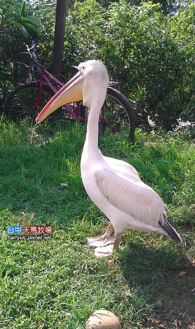 送子鳥 送子鳥