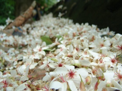 油桐花 油桐花