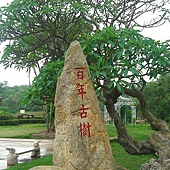 百年古樹 百年古樹