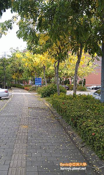 亞洲大學阿勃勒 亞洲大學阿勃勒