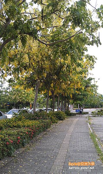 亞洲大學阿勃勒2 亞洲大學阿勃勒2