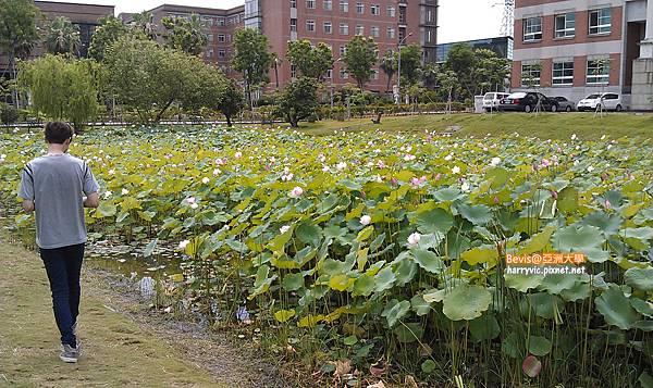 亞洲大學荷花