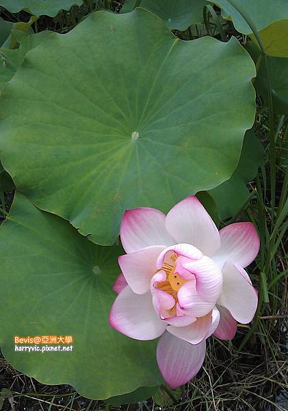 亞洲大學荷花2 亞洲大學荷花2