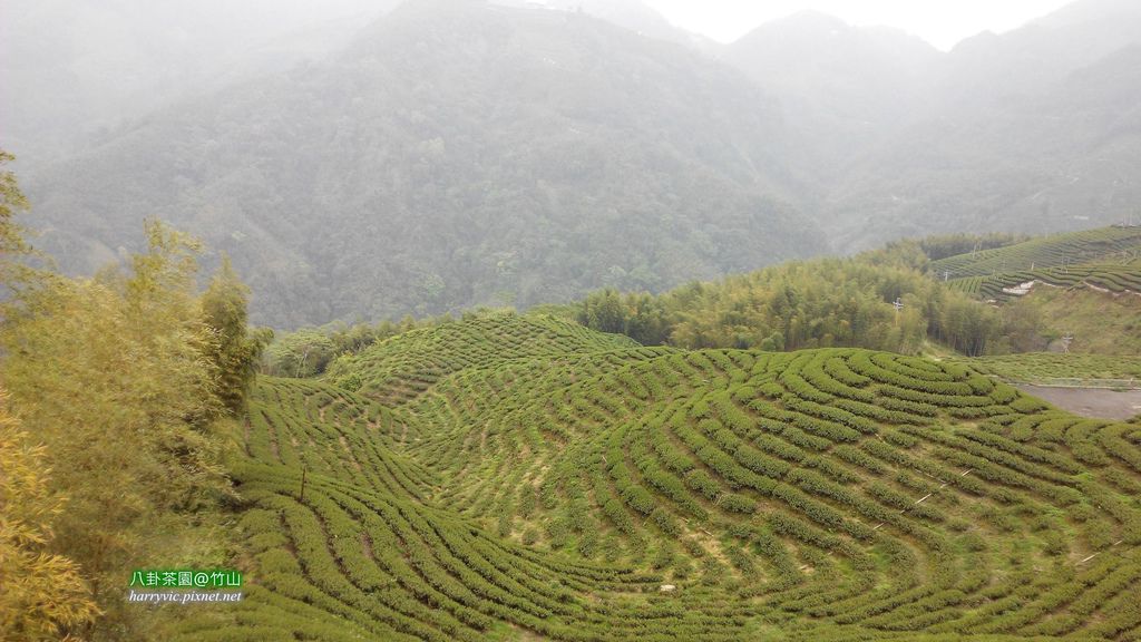 八卦茶園 八卦茶園