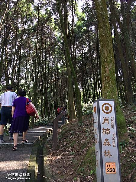 肖楠森林 肖楠森林
