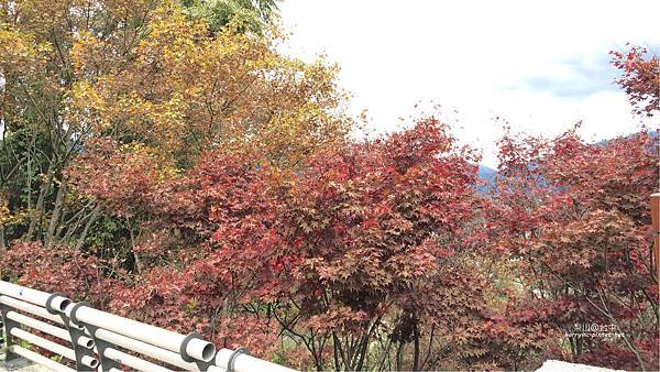 梨山-楓葉 梨山-楓葉