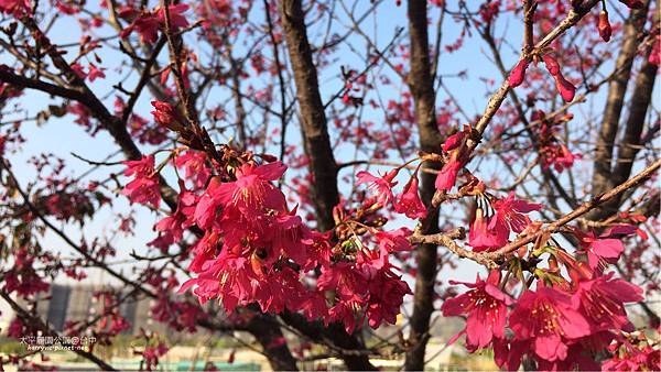 太平麗園公園-櫻花1 太平麗園公園-櫻花1