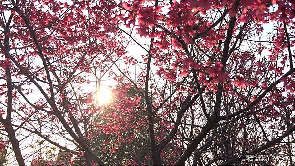 太平麗園公園-櫻花4 太平麗園公園-櫻花4
