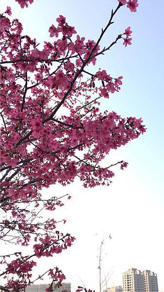 太平麗園公園-櫻花5 太平麗園公園-櫻花5