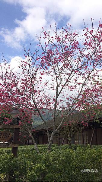 花蓮-糖廠 花蓮-糖廠