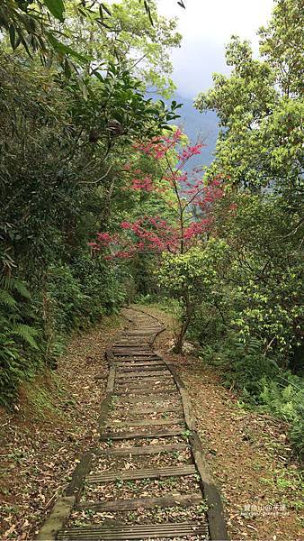 花蓮-鯉魚山步道_櫻花2