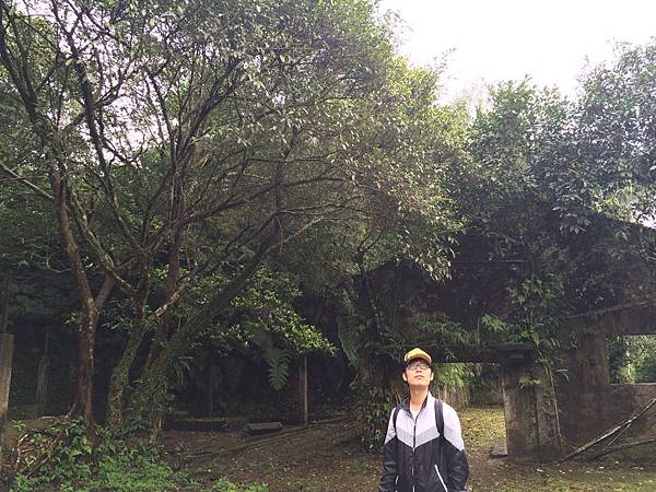菁桐-礦業遺跡樹與牆 菁桐-礦業遺跡樹與牆