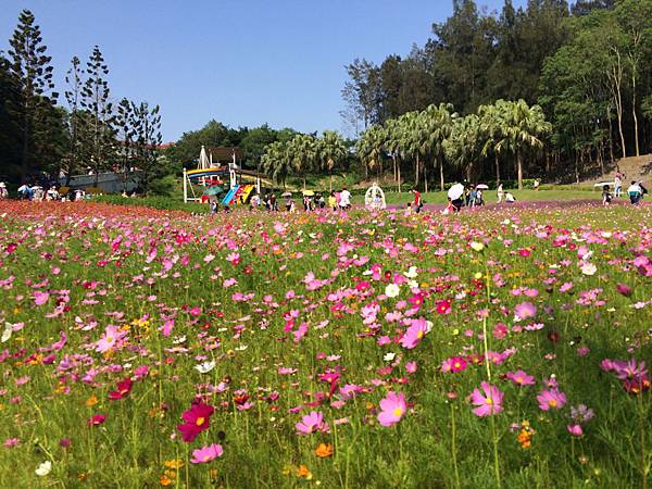 香格里拉-花海 香格里拉-花海