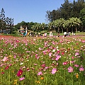 香格里拉-花海