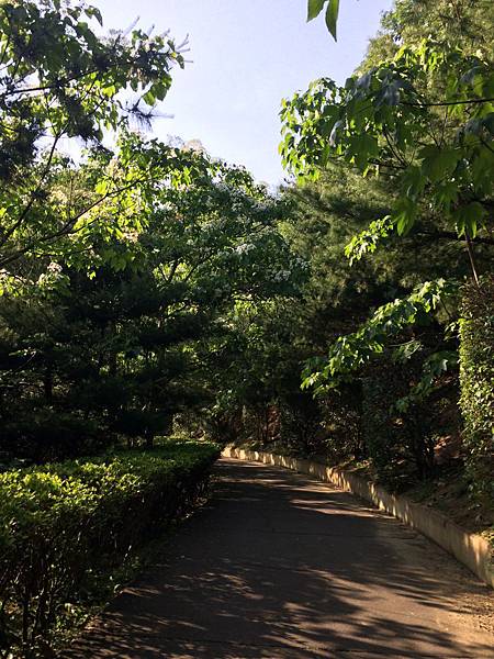 香格里拉-桐花步道