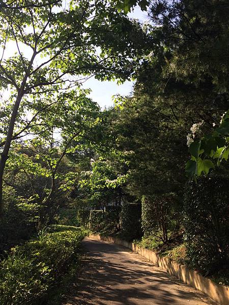 香格里拉-桐花步道2 香格里拉-桐花步道2