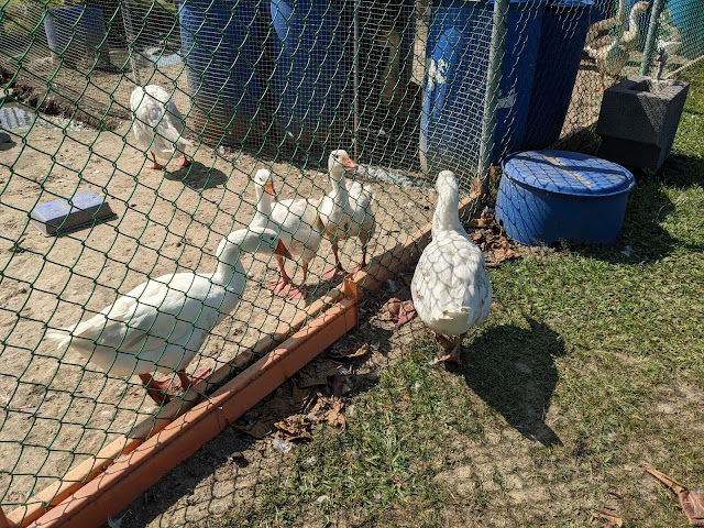 鵝媽媽鵝童樂園