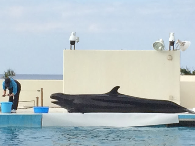 沖繩海豚表演