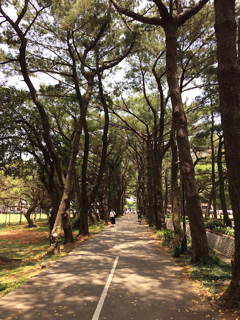 百花川松林步道