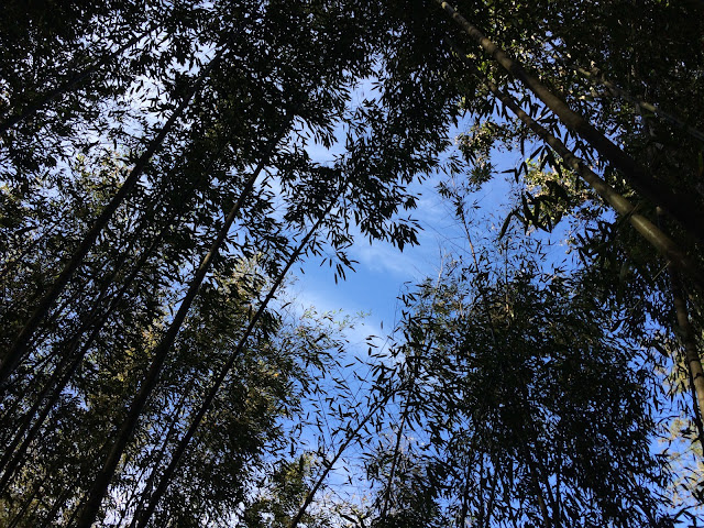 八仙山森林遊樂區-竹林藍天