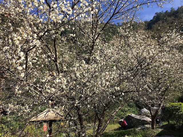 八仙山森林遊樂區-梅花