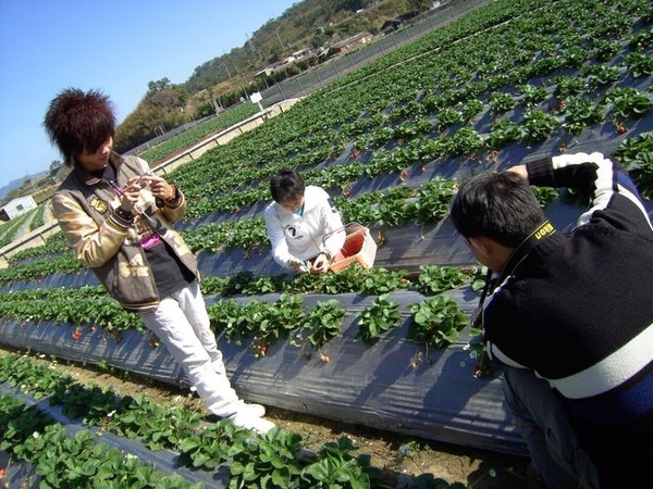 採草莓拍攝現場 採草莓拍攝現場