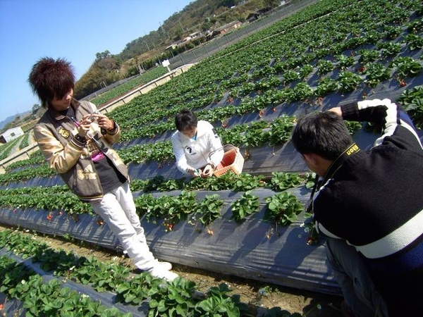 採草莓拍攝現場