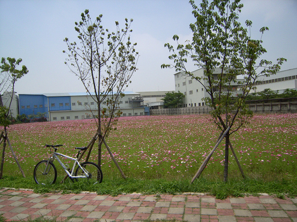 自行車道旁花海 自行車道旁花海