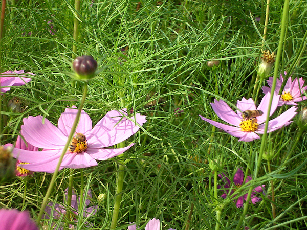 兩隻蜂採蜜