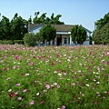 花海後方一間古厝