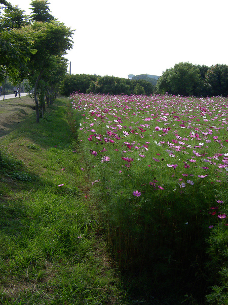 潭雅神旁花海