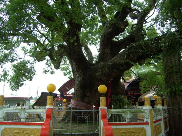 大樟樹 大樟樹