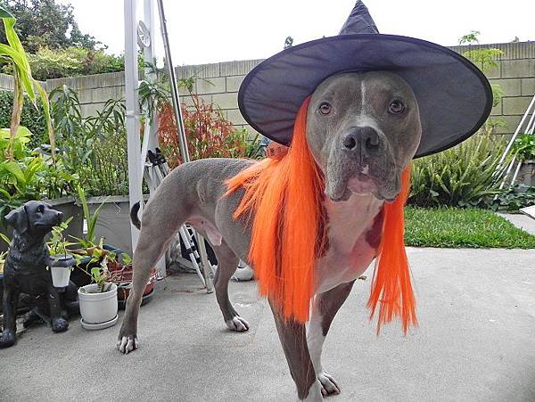 Diesel Halloween.jpg