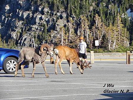 Glacier National Park (17).JPG