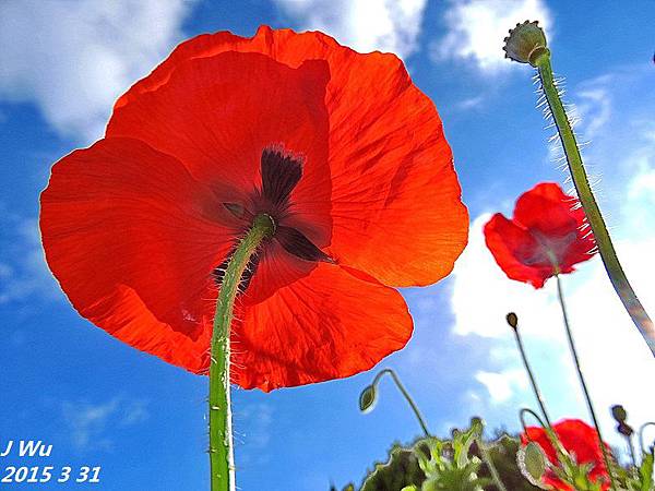 front yard poppy (7).JPG