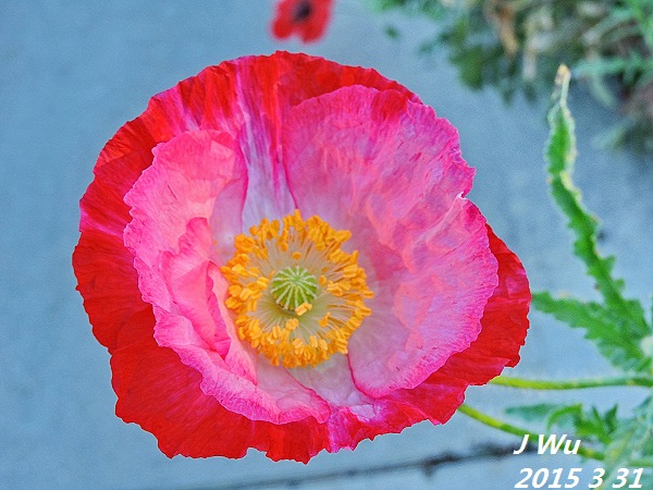 front yard poppy (8).JPG