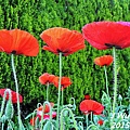 front yard poppy (10).JPG