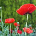 front yard poppy (16).JPG