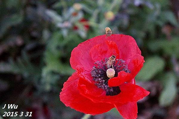 front yard poppy (17).JPG