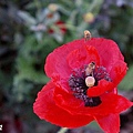 front yard poppy (17).JPG