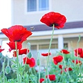 front yard poppy (18).JPG