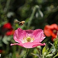 front yard poppy (19).JPG