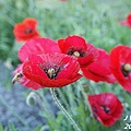 front yard poppy (21).JPG