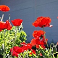 front yard poppy (25).JPG