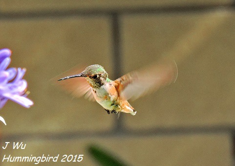 Hummingbird (15).jpg