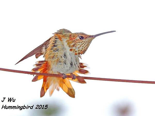 Hummingbird (21).JPG